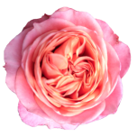 Bit More Rose de jardin d'Equateur Ethiflora